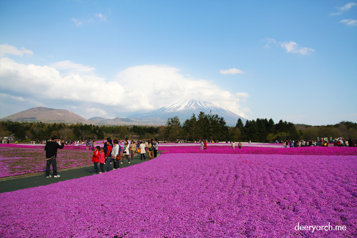 เที่ยวญี่ปุ่น กำแพงหิมะ (5) ชมดอกชิบะซากุระ (Moss Pink) ที่งาน Fuji Shibazakura Matsuri