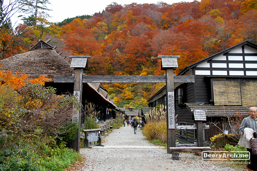 เที่ยวญี่ปุ่น ใบไม้เปลี่ยนสี (8) Nyuto Onsen-Tsurunoyu Onsen-Kuroyu Onsen