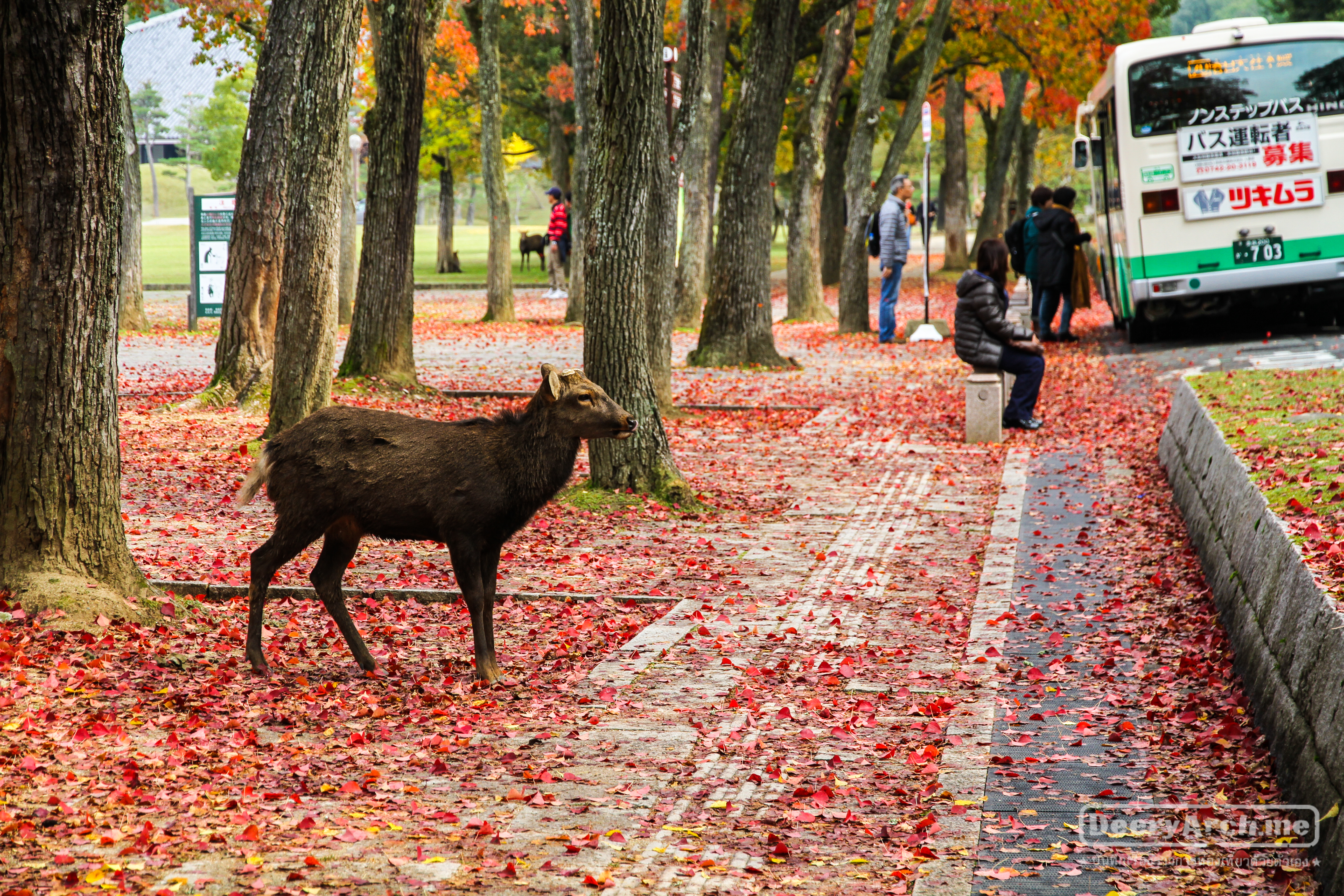 เที่ยวญี่ปุ่น ใบไม้เปลี่ยนสี (17) Autumn in Nara นาราเมืองแห่งกวาง