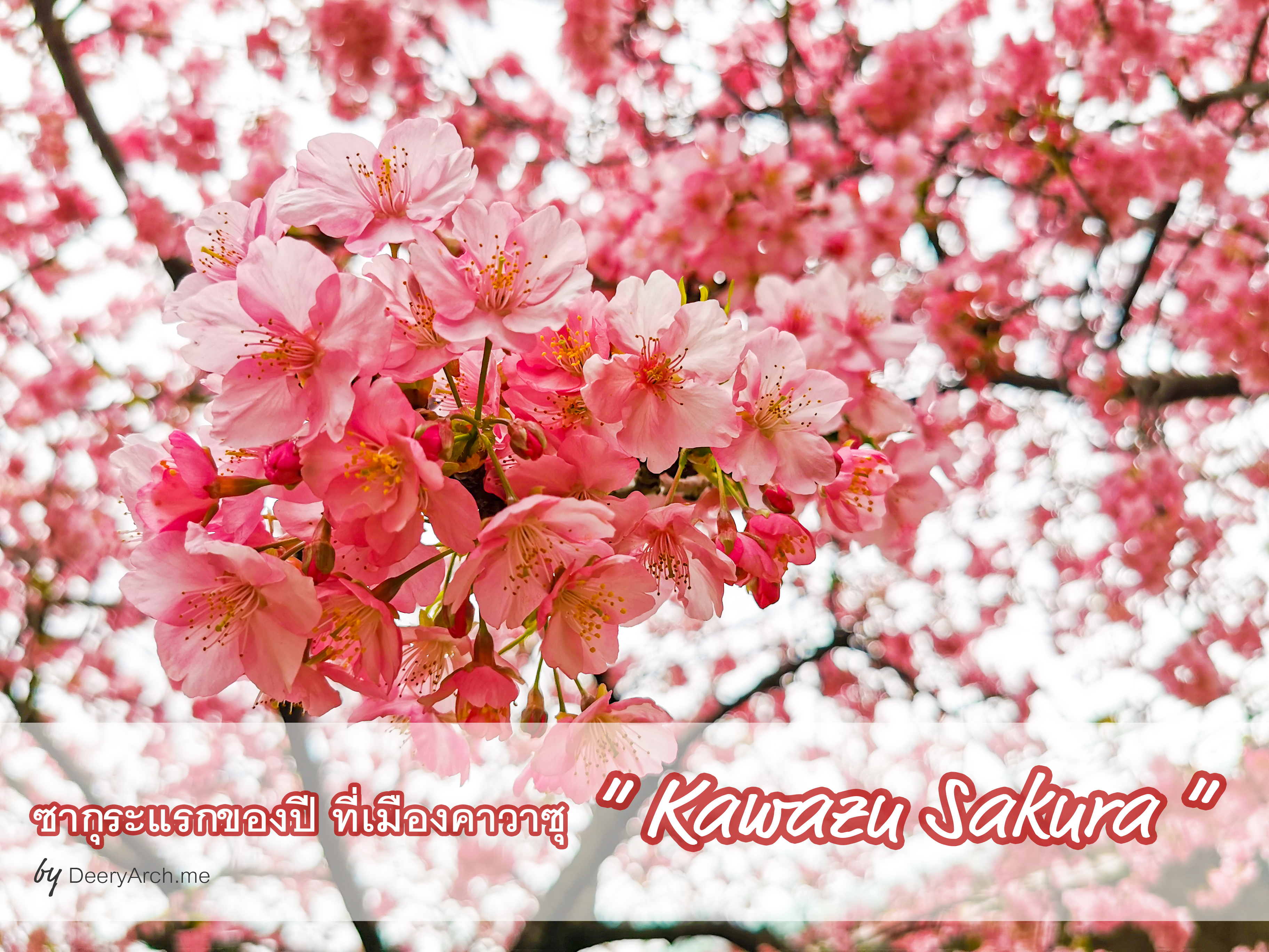 Kawazu Sakura 2020 ชมซากุระแรกของปีที่คาวาซุ